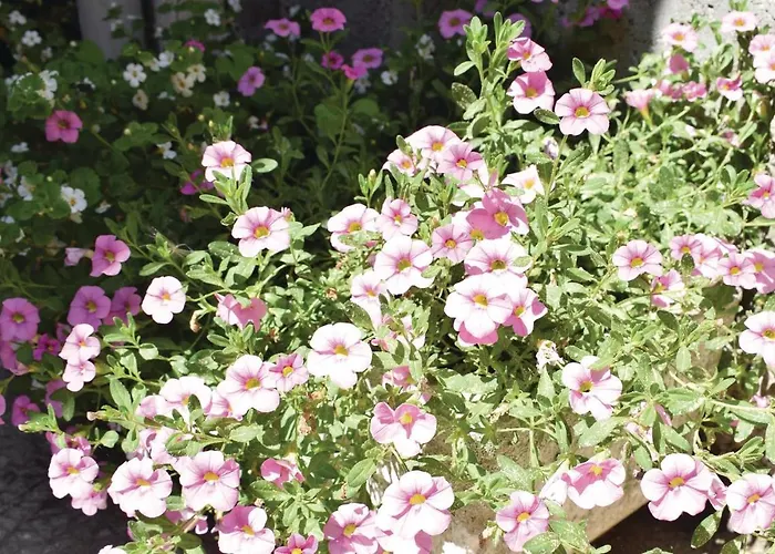 Pet Friendly In 펜션 Sainte-Mère-Église