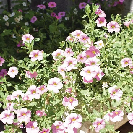 Pet Friendly In Casa vacanze Sainte-Mère-Église